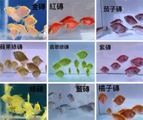 彩色磚魚|【彩色磚魚好養嗎】新手友好！彩色磚魚超好養，你不可不知的秘。